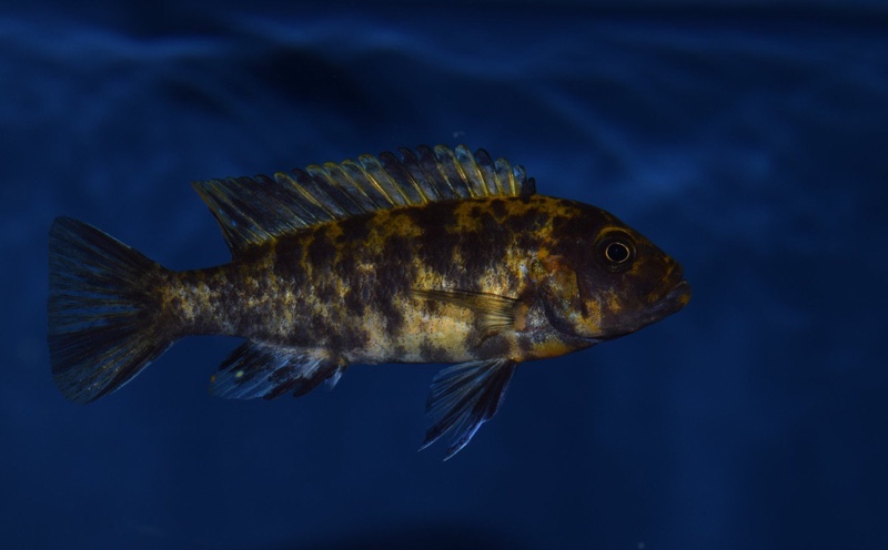 Maylandia estherae 'Minos Reef'